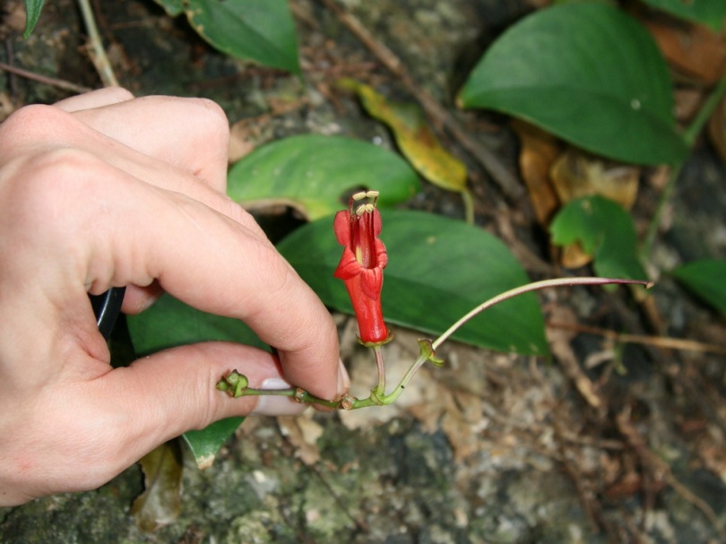 Image of Aeschynanthus moningeriae specimen.