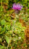 Cirsium euxinum