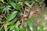 Anthurium lancifolium