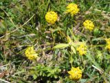 Bupleurum ranunculoides