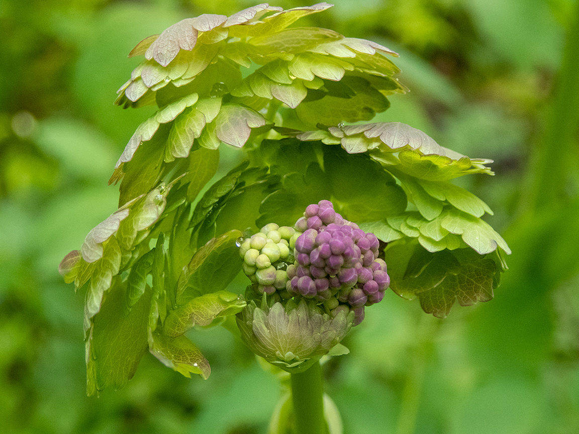 Image of Thalictrum aquilegiifolium specimen.