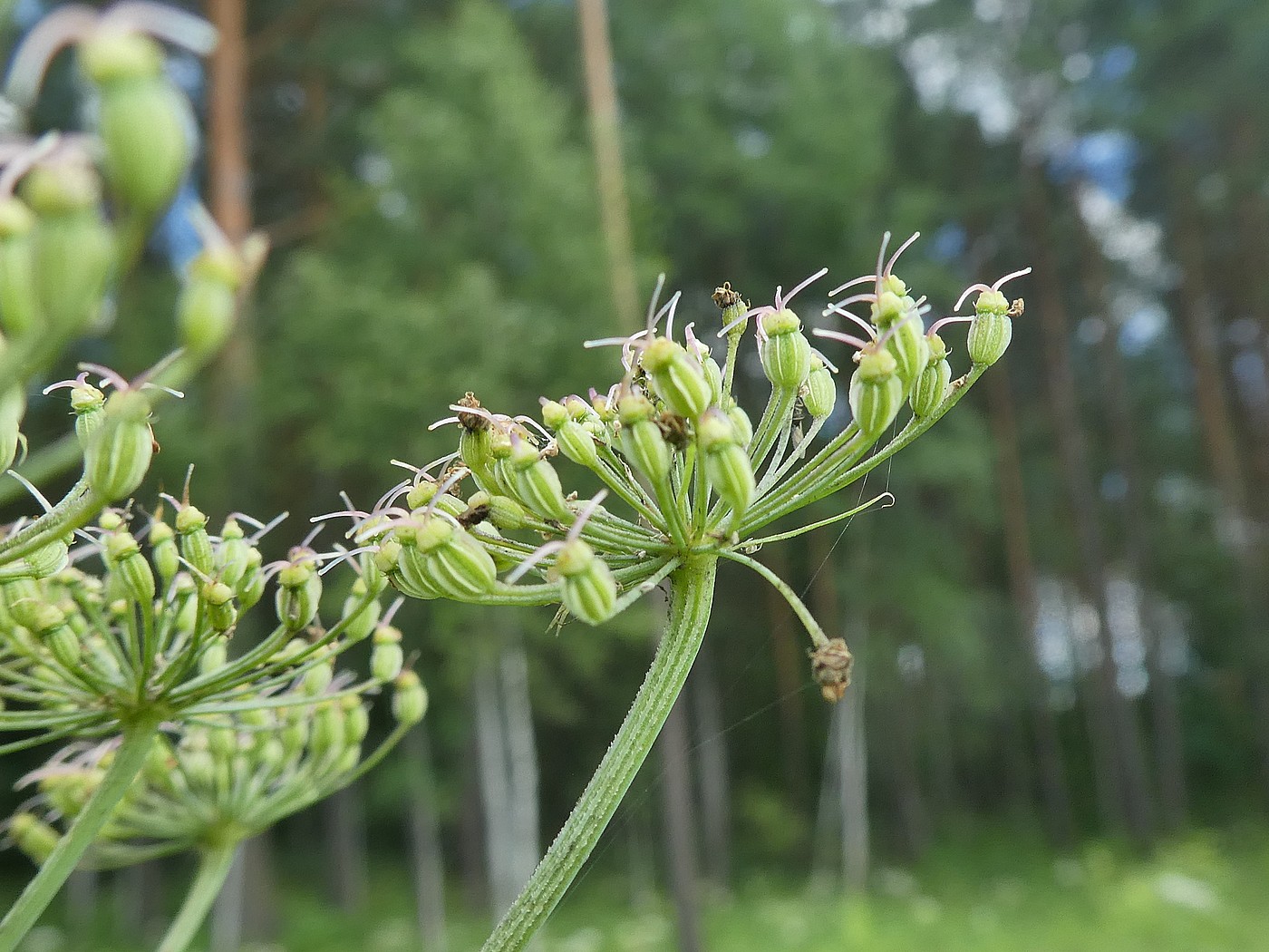 Изображение особи Laserpitium latifolium.