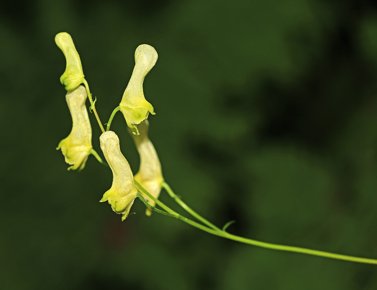 Изображение особи Aconitum puchonroenicum.