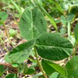 Trifolium repens