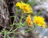 Inula britannica