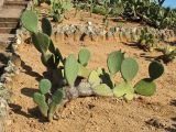 genus Opuntia. Растение с завязавшимися плодами. Испания, Каталония, провинция Girona, Costa Brava, Blanes, ботанический сад \"Pinya de Rosa\". 27 октября 2008 г.