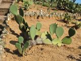 genus Opuntia