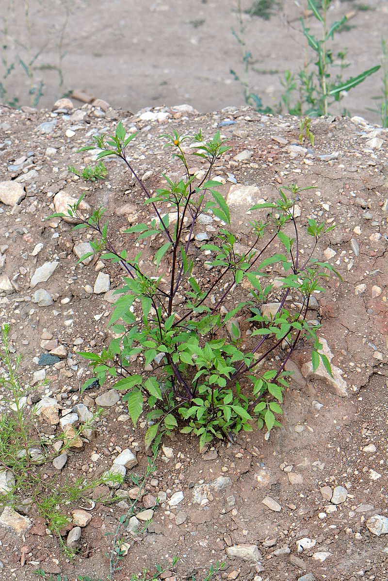 Image of Bidens frondosa specimen.