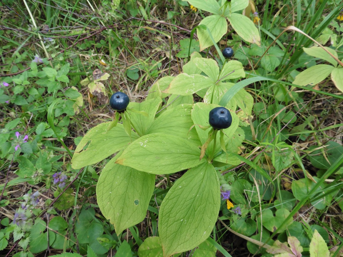 Изображение особи Paris quadrifolia.