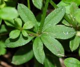 Galium pseudoasprellum