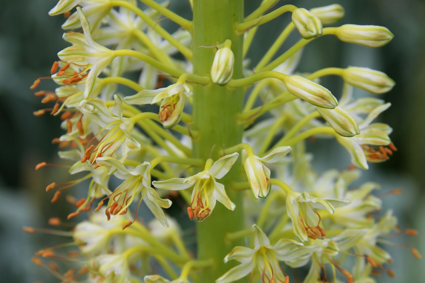 Изображение особи Eremurus altaicus.