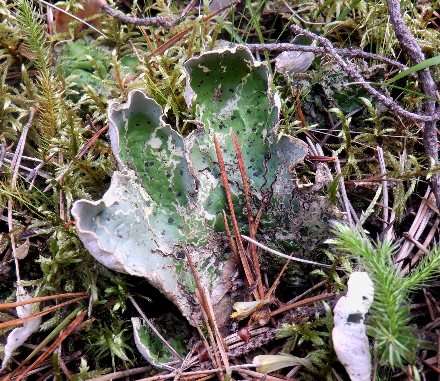 Изображение особи Peltigera aphthosa.