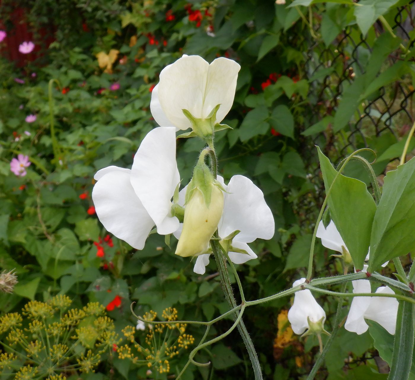 Изображение особи Lathyrus odoratus.