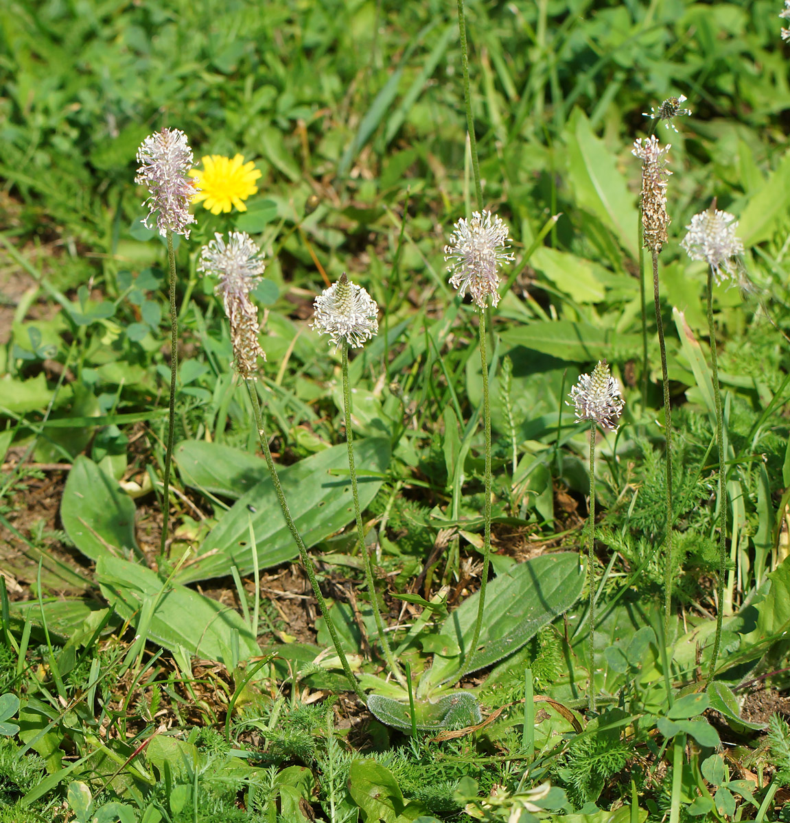 Изображение особи Plantago media.