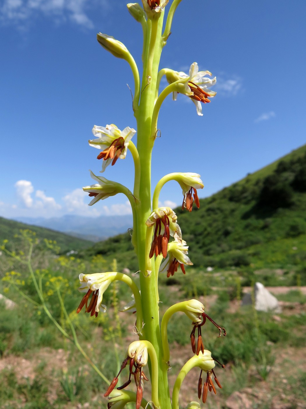 Image of Eremurus turkestanicus specimen.