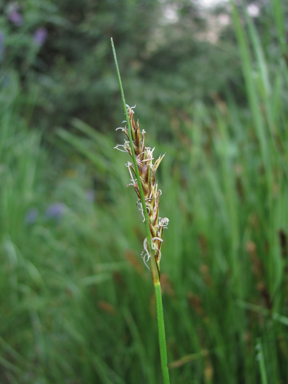 Image of Blysmus compressus specimen.