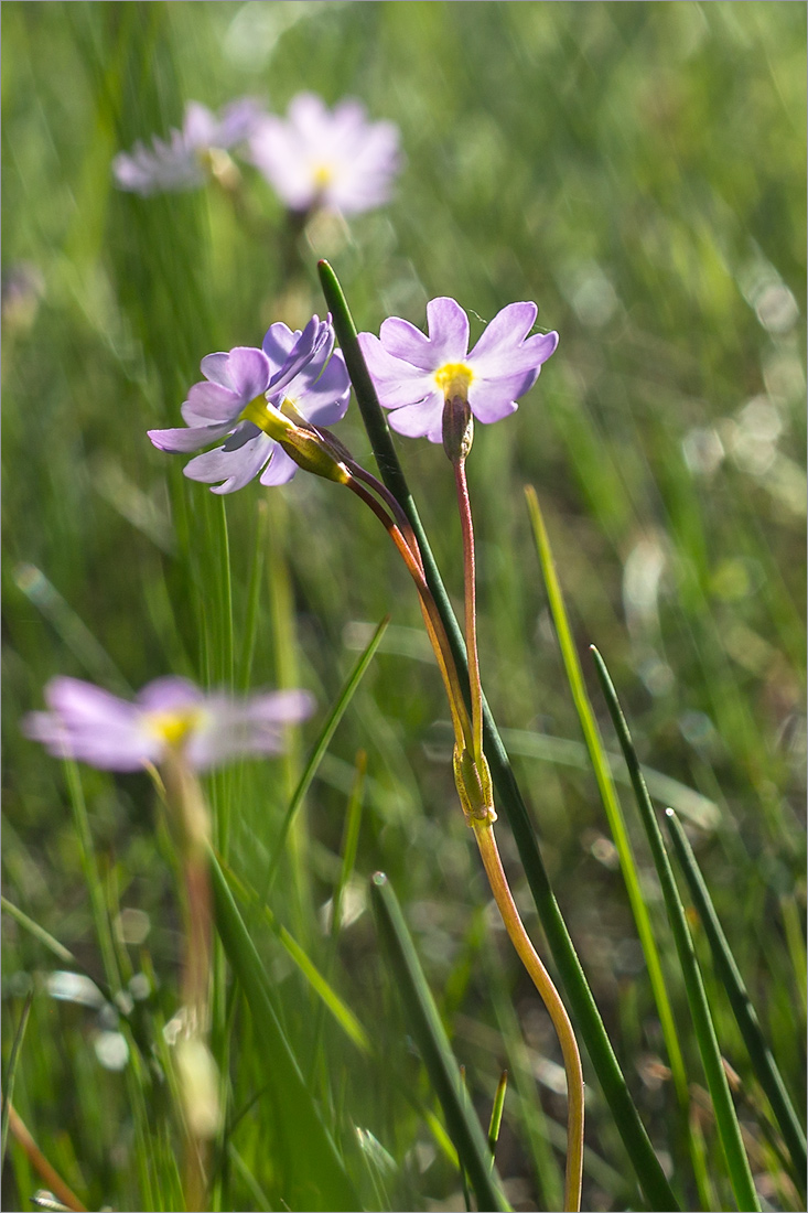 Image of Primula finmarchica specimen.