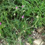 Lathyrus hirsutus. Цветущее растение. Краснодарский край, Крымский р-н, окр. хут. Новоукраинский, зарастающая техногенная площадка. 03.06.2019.