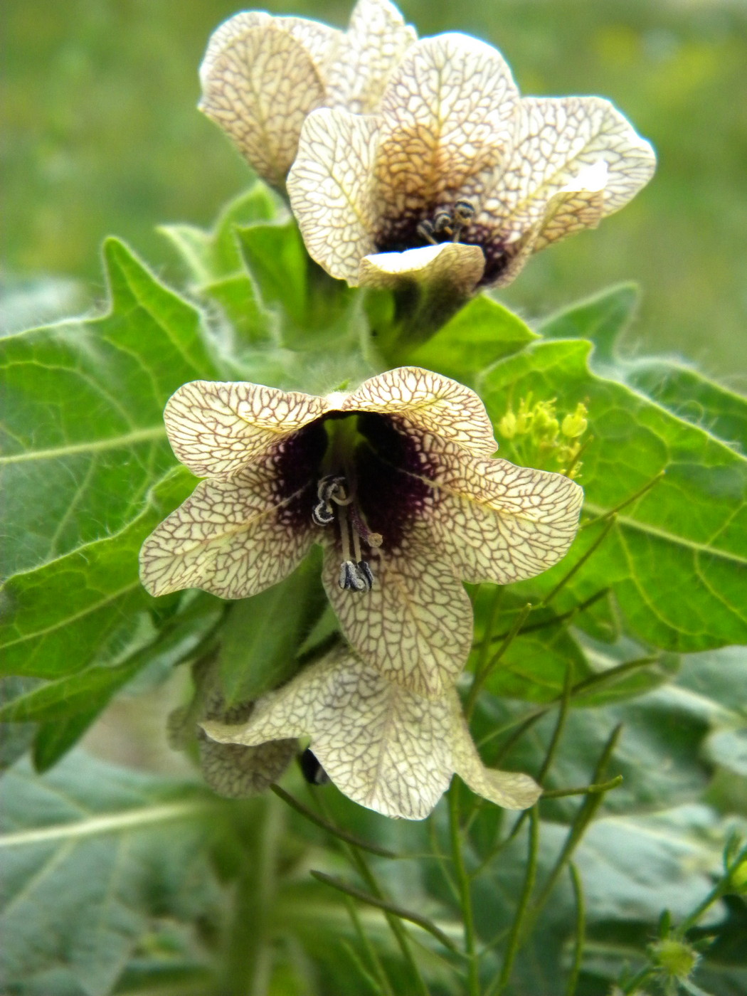 Изображение особи Hyoscyamus niger.