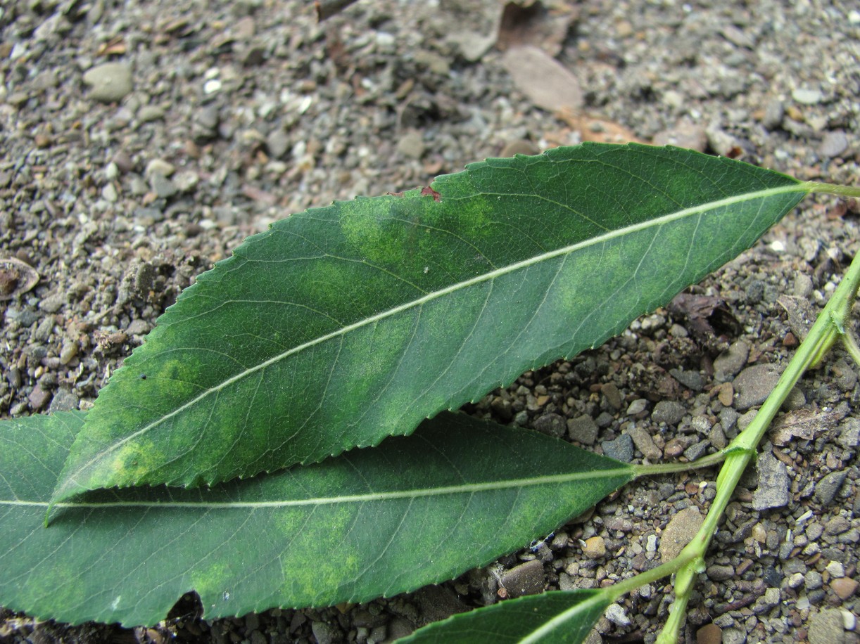 Image of Salix triandra specimen.