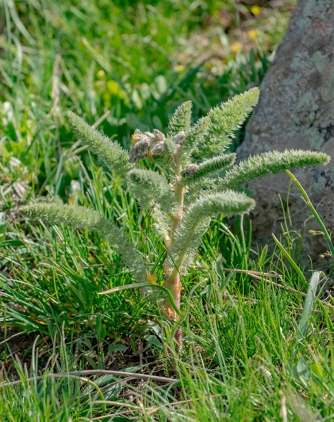 Image of Biebersteinia multifida specimen.