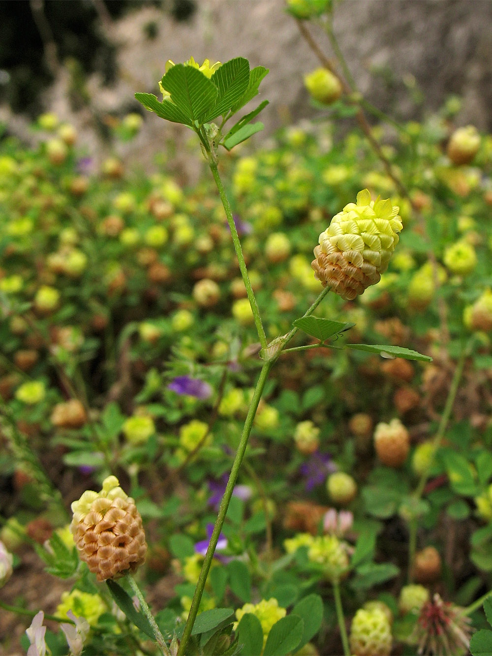 Image of Trifolium campestre specimen.