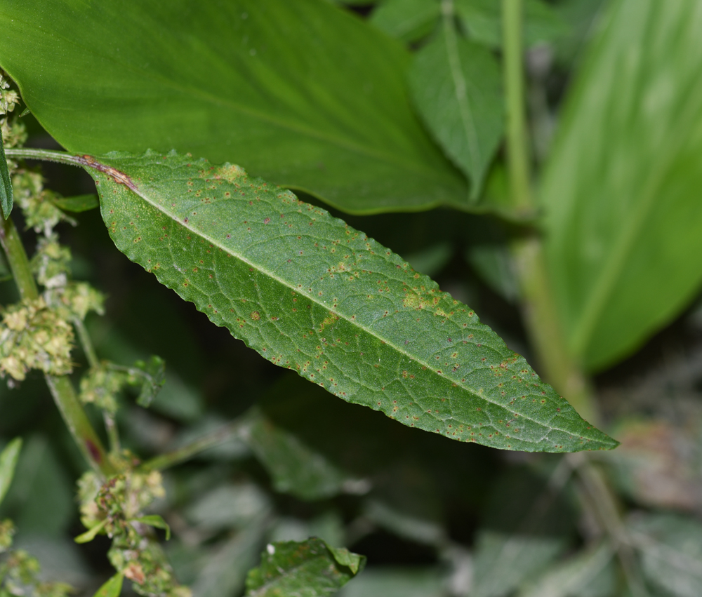 Изображение особи Rumex obtusifolius.