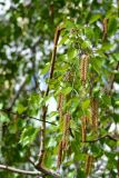 Betula pendula