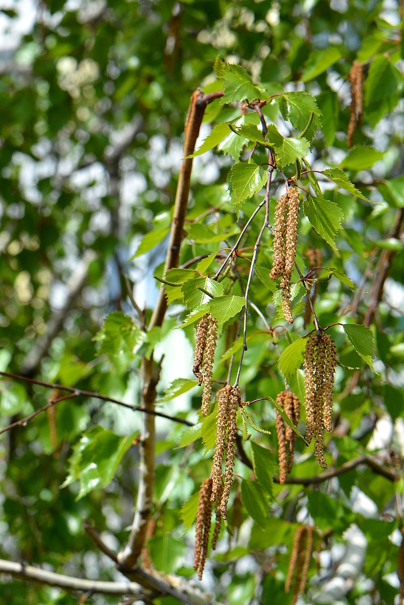 Image of Betula pendula specimen.