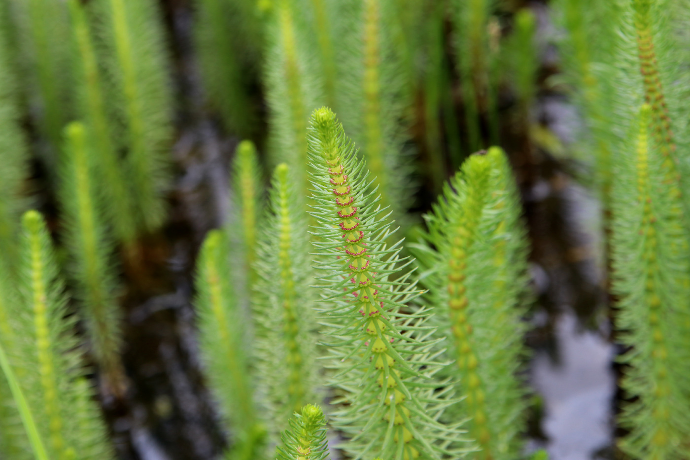 Изображение особи Hippuris vulgaris.