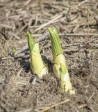 Veratrum lobelianum. Побеги в начале вегетации. Пермский край, Лысьвенский р-н, долина р. Чусовая, камень Сплавщик, прибрежный луг у основания скального выступа. 04.05.2021.