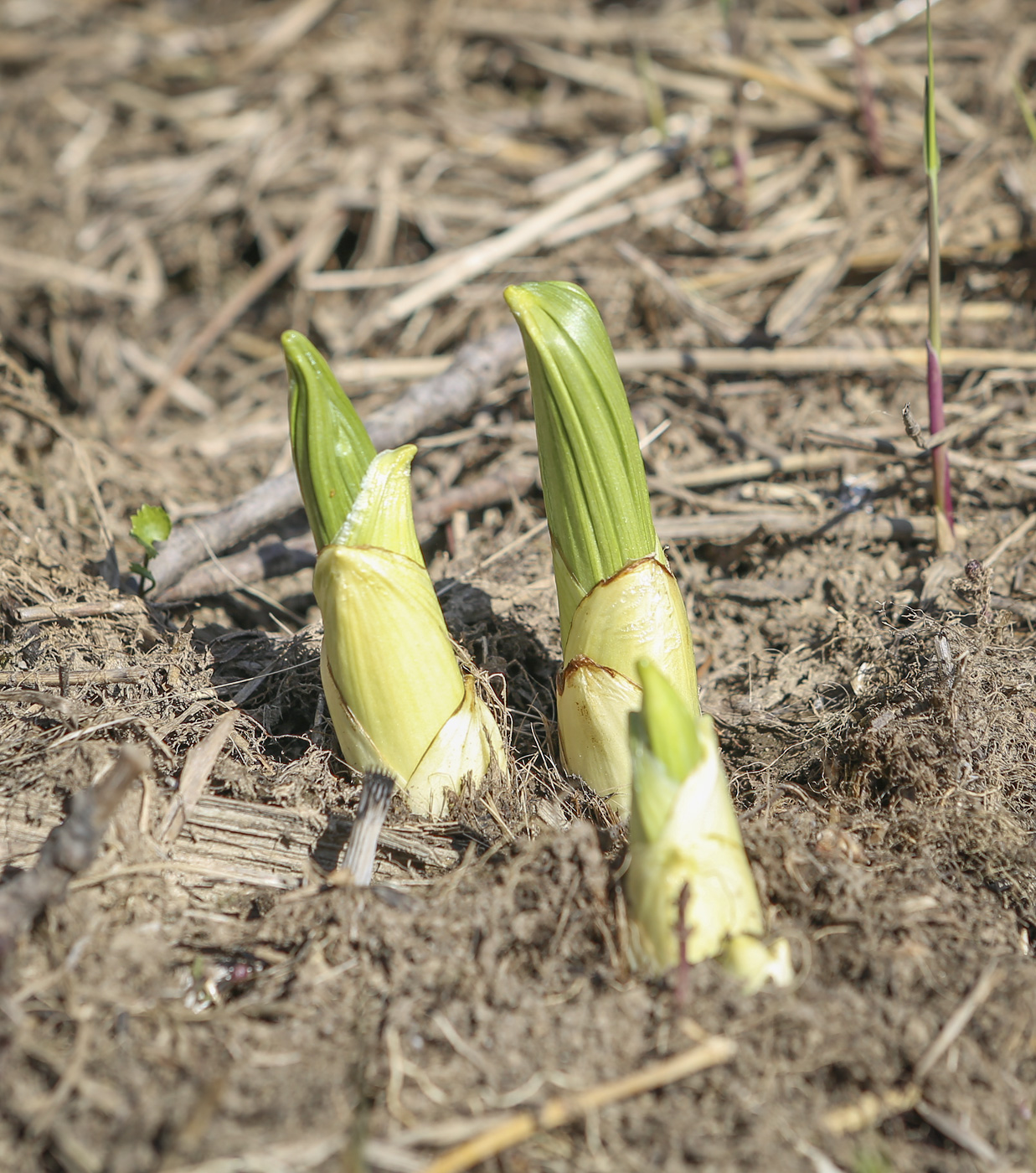 Изображение особи Veratrum lobelianum.