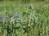 Stachys velata