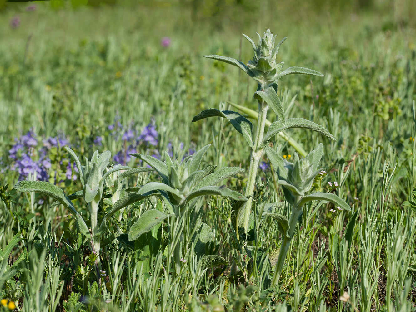 Изображение особи Stachys velata.