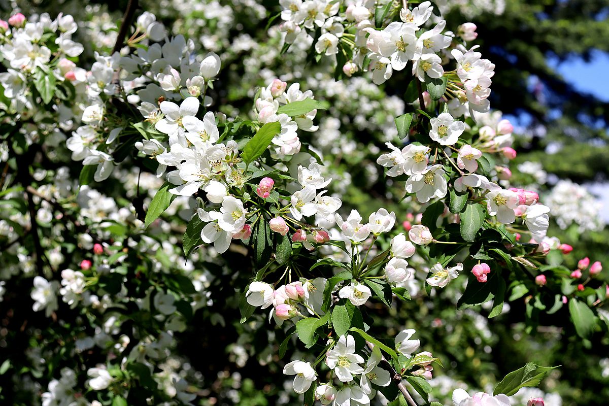 Image of Malus floribunda specimen.