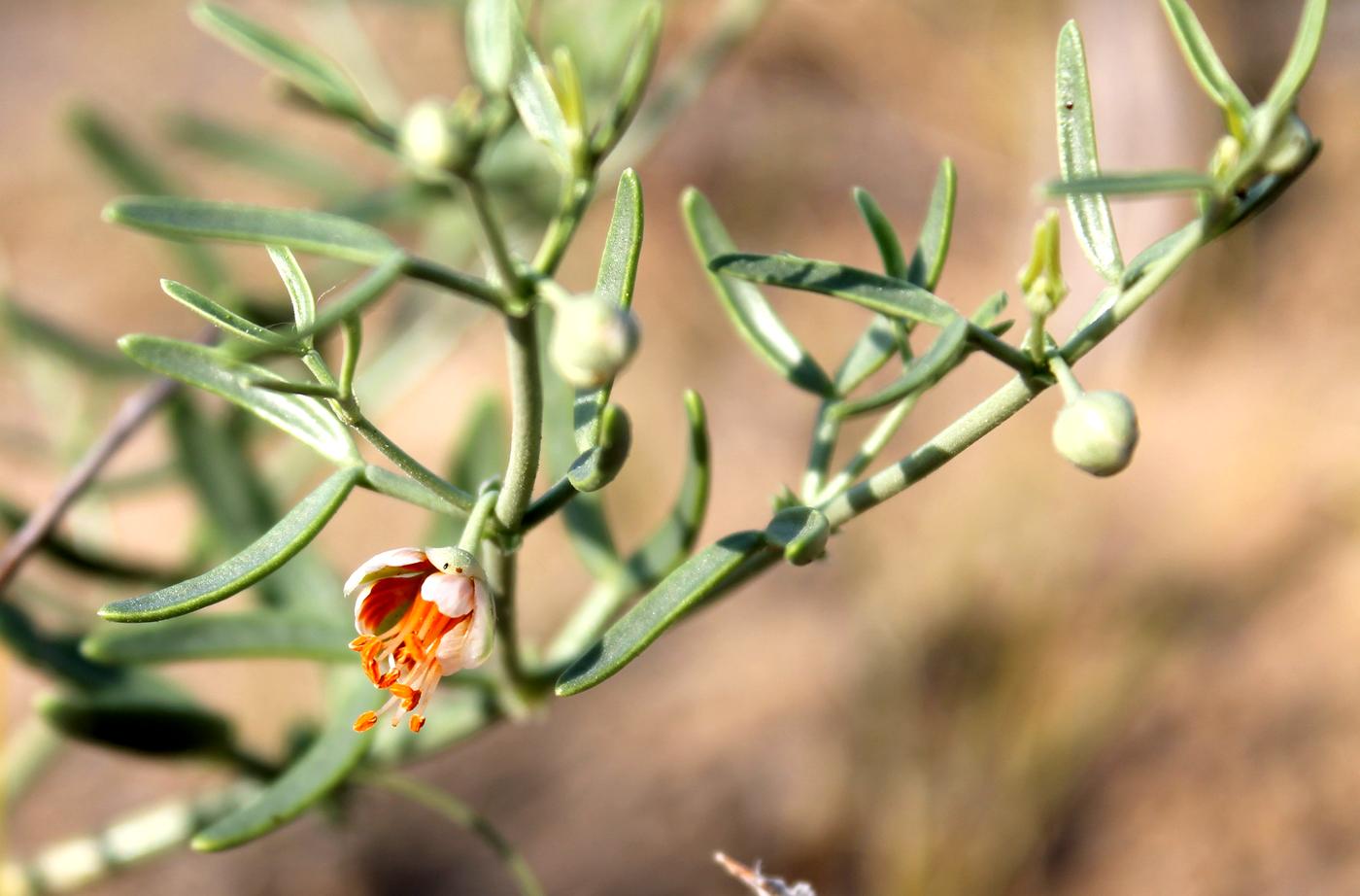 Изображение особи Zygophyllum ovigerum.