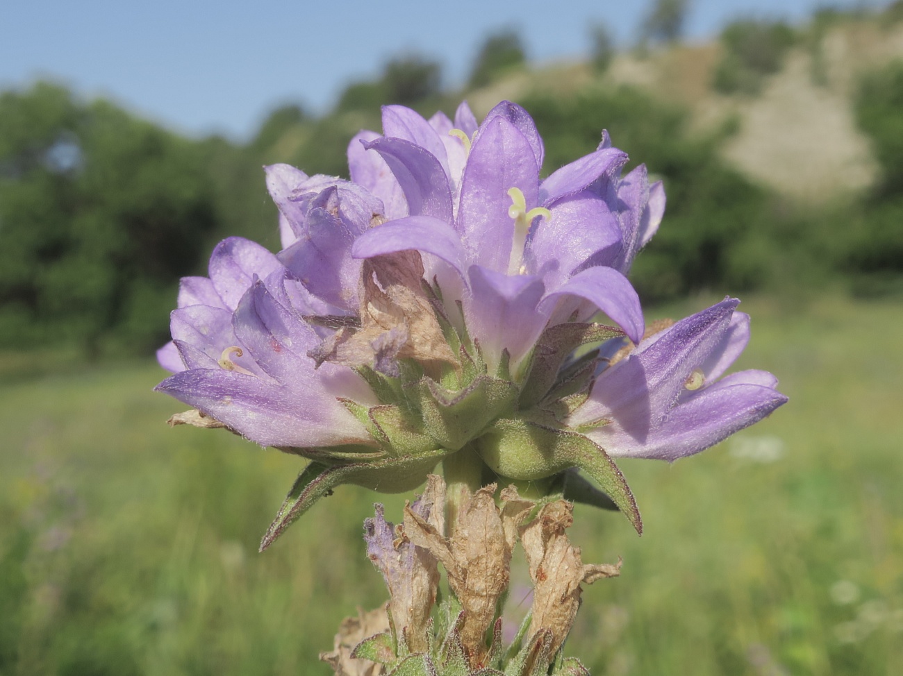 Изображение особи Campanula farinosa.