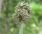 род Allium