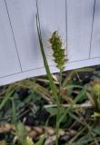 Setaria pumila