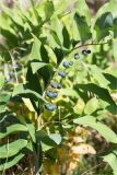 Polygonatum multiflorum