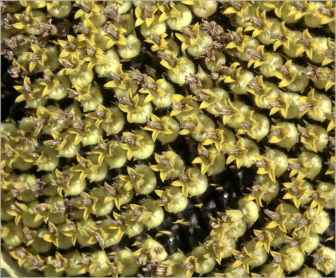 Image of Helianthus annuus specimen.