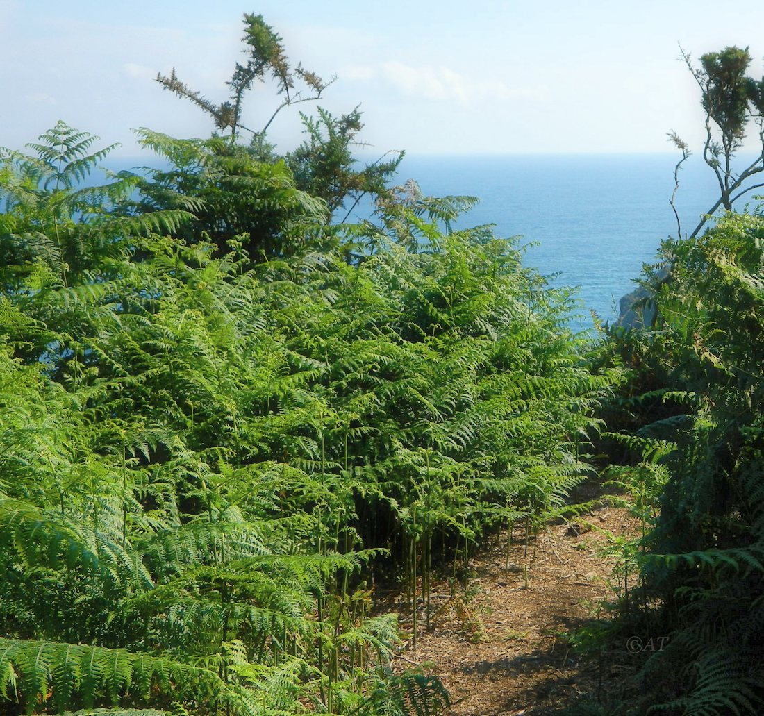 Изображение особи Pteridium aquilinum ssp. atlanticum.