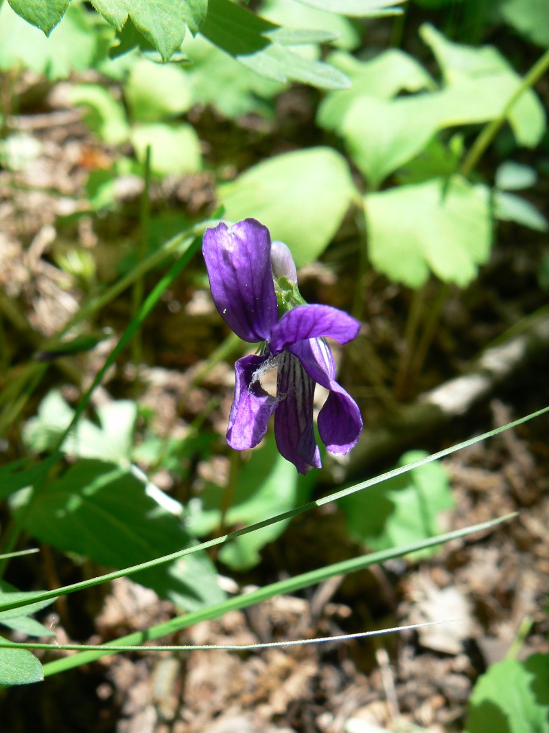 Image of Viola mandshurica specimen.