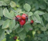 genus Rosa. Плоды и листья. Москва, БС МГУ, дендрарий. 01.09.2021.