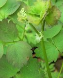 Thalictrum baicalense