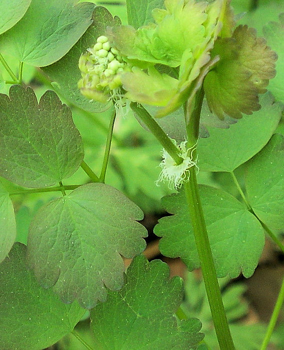 Изображение особи Thalictrum baicalense.