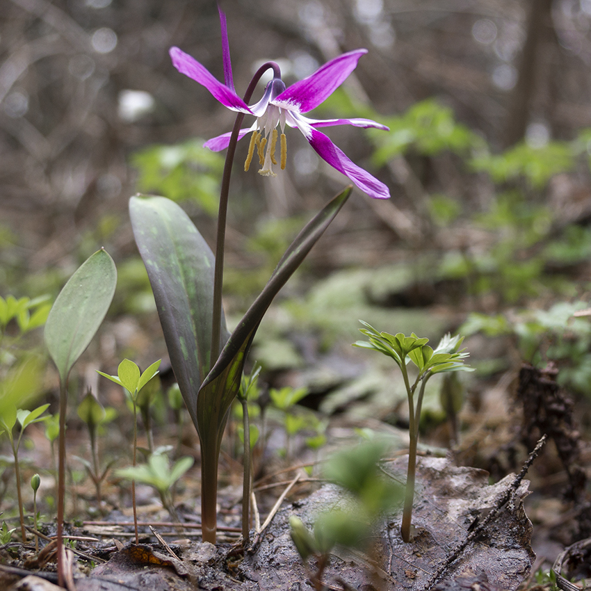 Изображение особи Erythronium sibiricum.