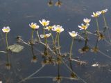 Ranunculus circinatus