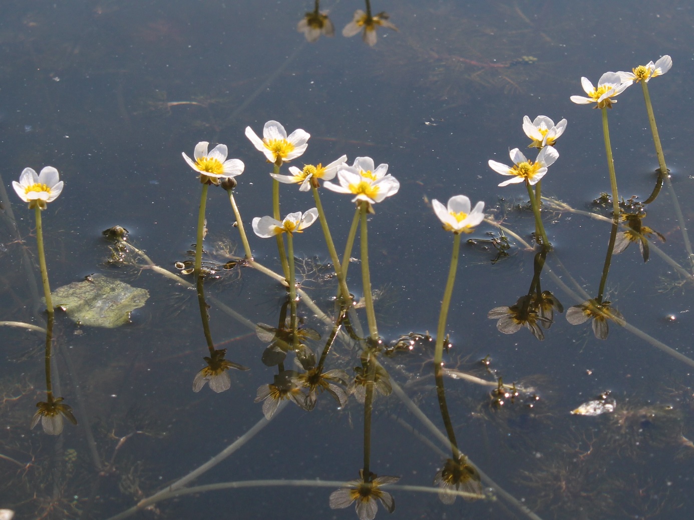 Изображение особи Ranunculus circinatus.