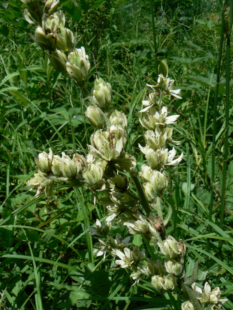 Image of Veratrum dahuricum specimen.